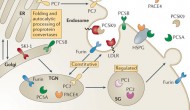 FDA專家組推薦安進Repatha上市，PCSK9抑制劑商業(yè)前景比較樂觀