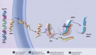 PCSK9 RNA干擾藥物ALN-PCS顯示強(qiáng)力降血脂療效
