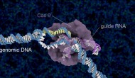 “魔法剪刀”CRISPR-Cas9搭車“DNA納米紗團”進入細胞核？！