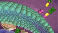 Vintafolide：一個(gè)與眾不同的ADC