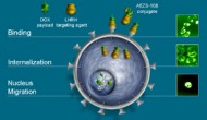 美國FDA同意 Aeterna Zentaris制藥公司的AEZS-108三期臨床使用“特殊評(píng)估方案”