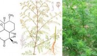 您知道嗎？青蒿素背后的專利之“痛”