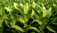 煙草也有正面新聞：加拿大PlantForm公司利用煙葉開發(fā)曲妥珠單抗生物仿制藥