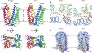 日科學(xué)家證明轉(zhuǎn)運(yùn)蛋白把藥物排出細(xì)胞的機(jī)制