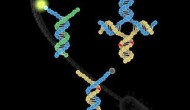 DNA單堿基突變檢測的突破性新技術(shù)