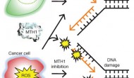 MTH1有望成為新一代有效抗癌分子靶點 MTH1有望成為新一代有效抗癌分子靶點
