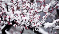 生物技術(shù)股市低迷：冬季還是冰川紀(jì)？