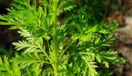 老藥新用：廉價抗瘧疾老藥青蒿琥酯（Artesunate）能輔助治療結(jié)直腸癌