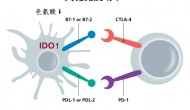 免疫療法繼續(xù)受熱捧：羅氏支付1.5億美元頭款和NewLink合作開發(fā)IDO通路抑制劑NLG919