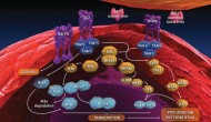 禮來(lái)系統(tǒng)性紅斑狼瘡藥物tabalumab三期臨床失敗
