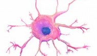 靶向樹突狀細(xì)胞（Dendritic Cell）的治療型腫瘤疫苗：亮點(diǎn)與挑戰(zhàn)