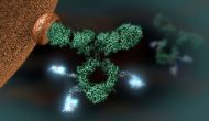SGN-CD33A出現(xiàn)嚴(yán)重肝毒性，部分臨床試驗(yàn)叫停