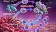 Aduro放棄腫瘤疫苗CRS-207